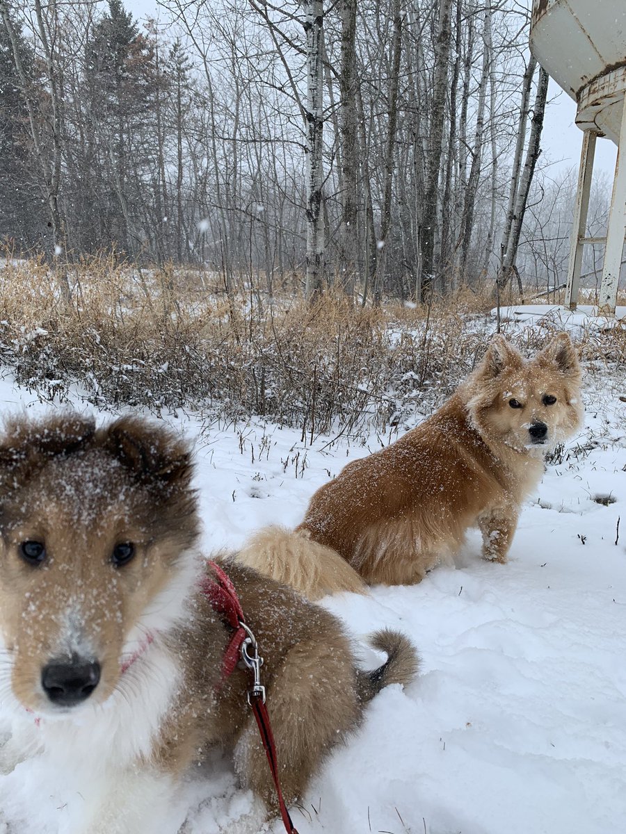 ChorneyErin's tweet photo. Introducing my new coworker, Max! #workfromhome #firstsnowfall https://t.co/SwcwC26vR8