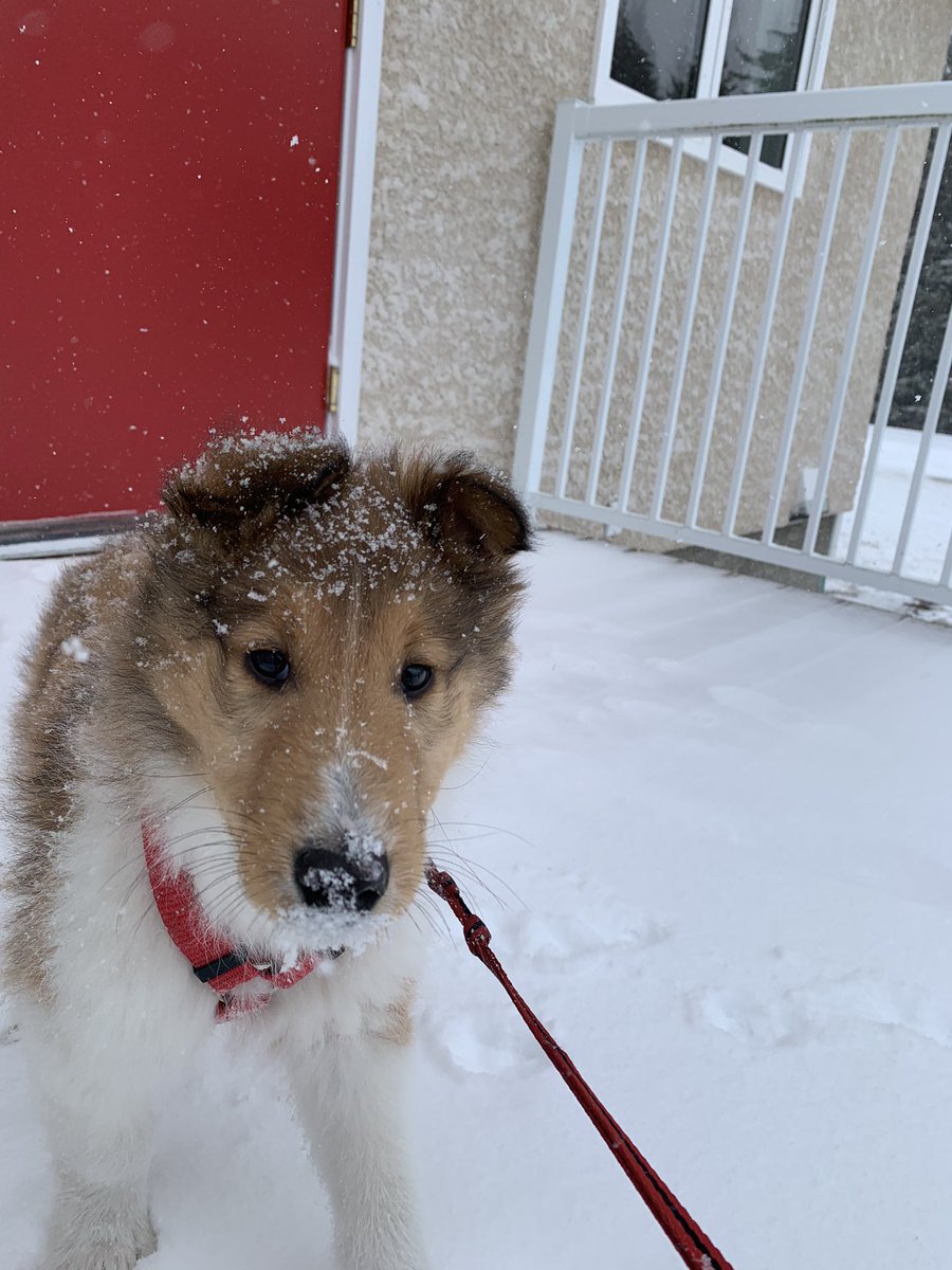 ChorneyErin's tweet photo. Introducing my new coworker, Max! #workfromhome #firstsnowfall https://t.co/SwcwC26vR8