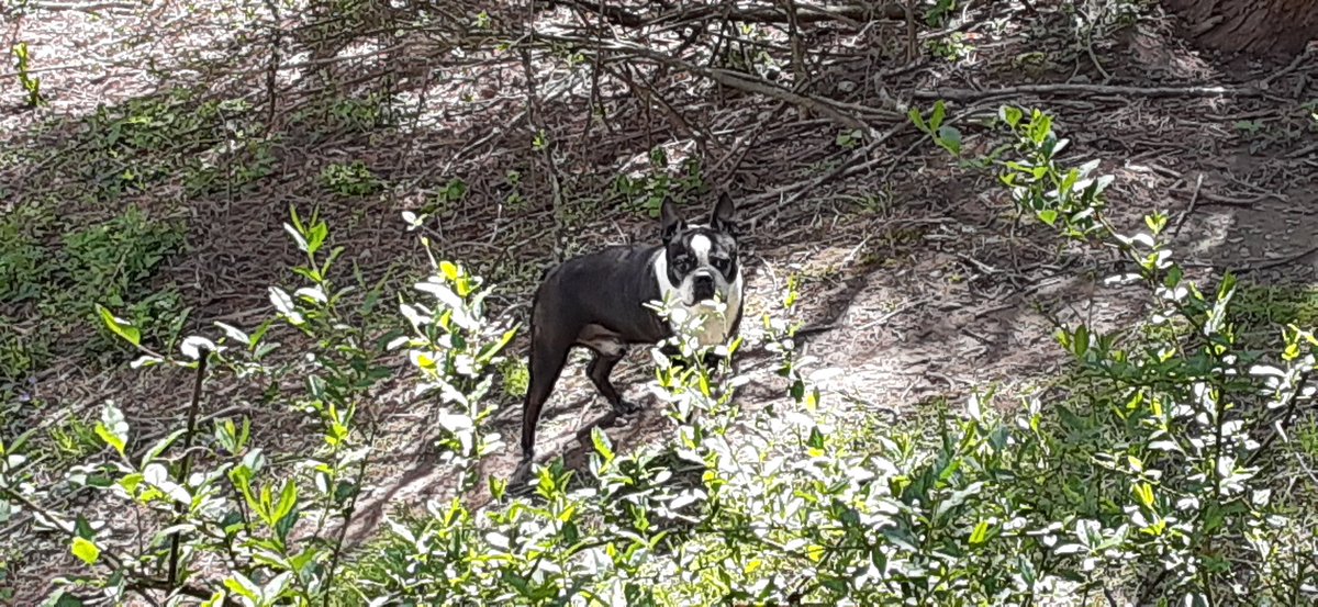 SydDrako's tweet photo. Me out in the woods but alone....get it people #WashHands #QuarantineAndChill https://t.co/TL8laiRZE2