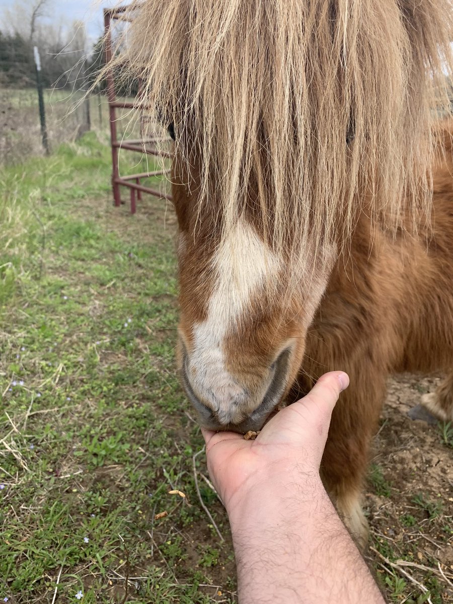 Sebastian needs a hair cut...I’ll try to get to that between zoom meetings! #partofthepride
