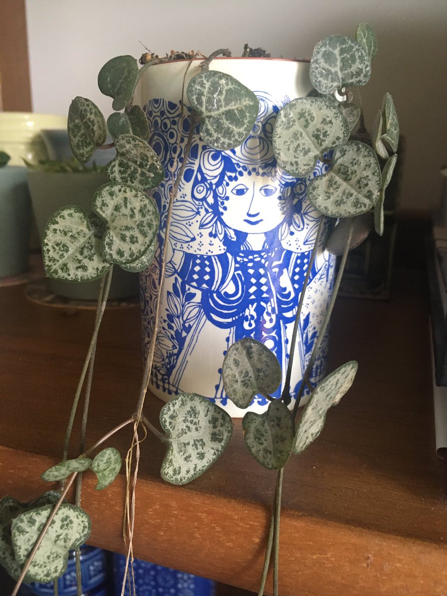  #postaplantaday Late today as I had a day of meetings! String of hearts or Ceropegia woodii - and some new leaves  It’s grown very long since I got her as a gift for my birthday in September. Do you like the pot too? 