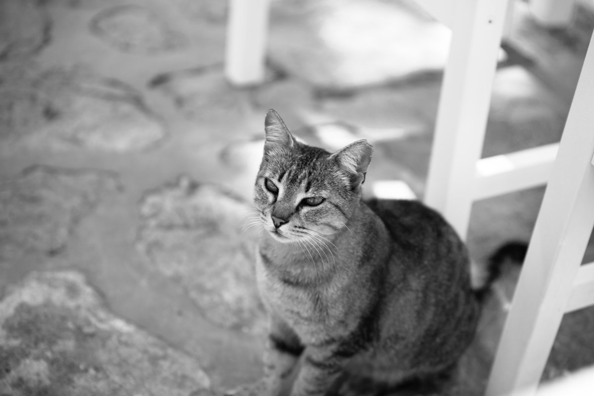 Hey friends, hope you're enjoying a nice lunch.A street cat on the island of Hydra.