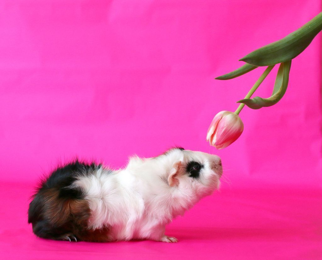 DeMannies's tweet photo. Spring is on its way ๐ ๐ธ
According to the weather predictions it is going to be 20C/68F degrees next week in the Netherlands๐ฎ (It is now 8C/46F) How is the weather like at yours?
#Spring #Warmweather #guineapig #animal #funanimal #pet #cute #cavy #nature https://t.co/cwLOZIMZ4P