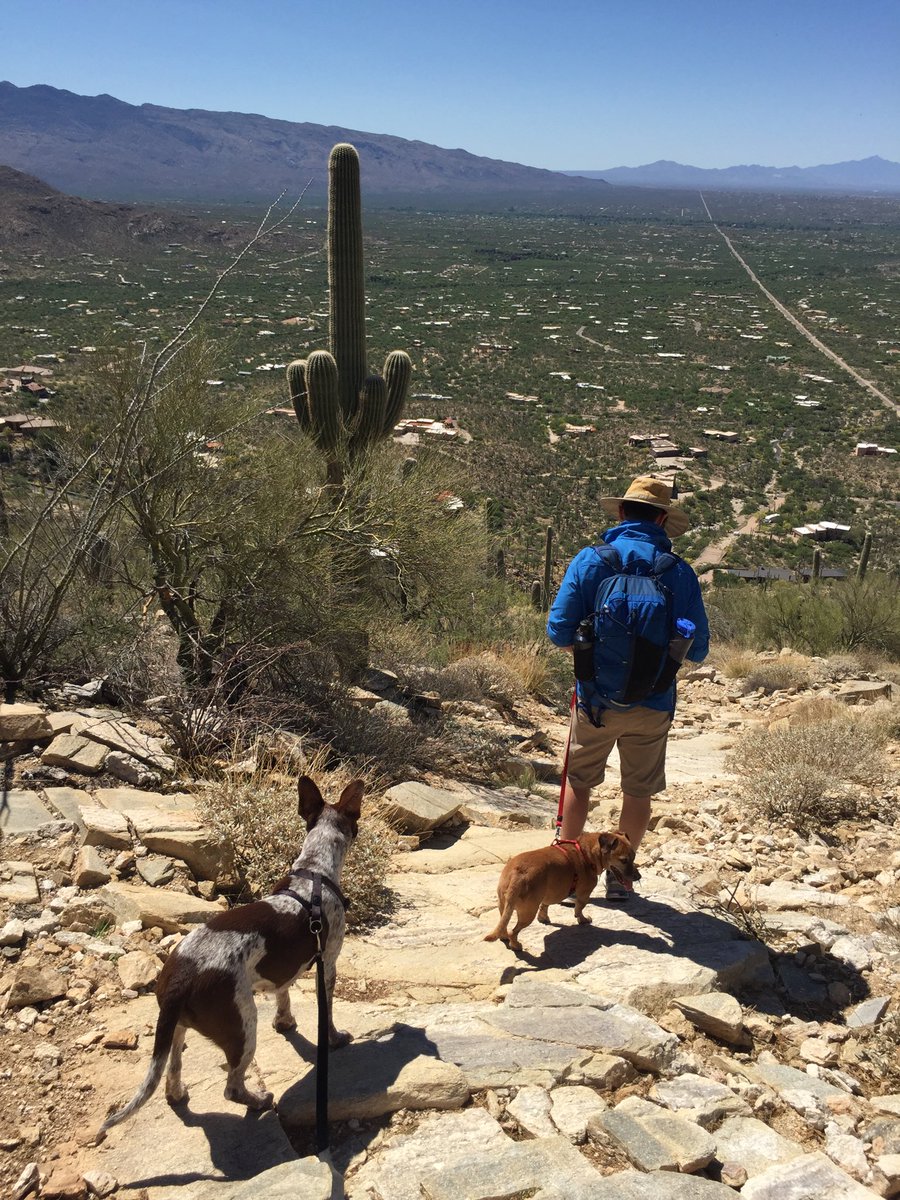 WojtowiczEmily's tweet photo. Hometown AZ, Sonoran Desert beauty 🥰🌵 #MLC2020 #MLCPhotoHunt https://t.co/NaRf0fOp7o