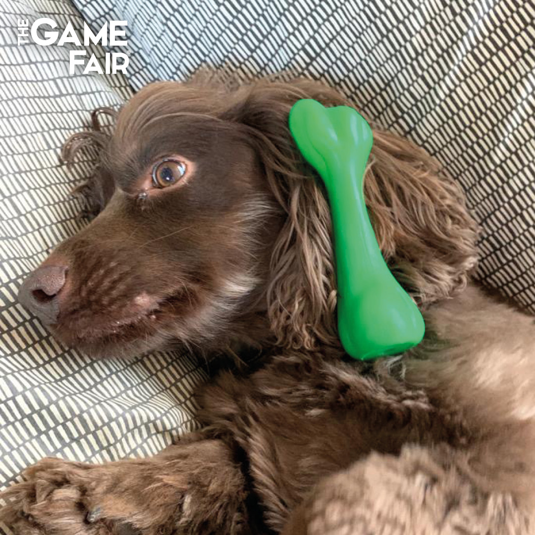 Working from home and our dogs have started to emulate us! 
This one won't stop talking on his 'mobile bone!' 

Stay safe and stay home. We look forward to seeing you on our new dates, 18-20 September at Ragley Hall.