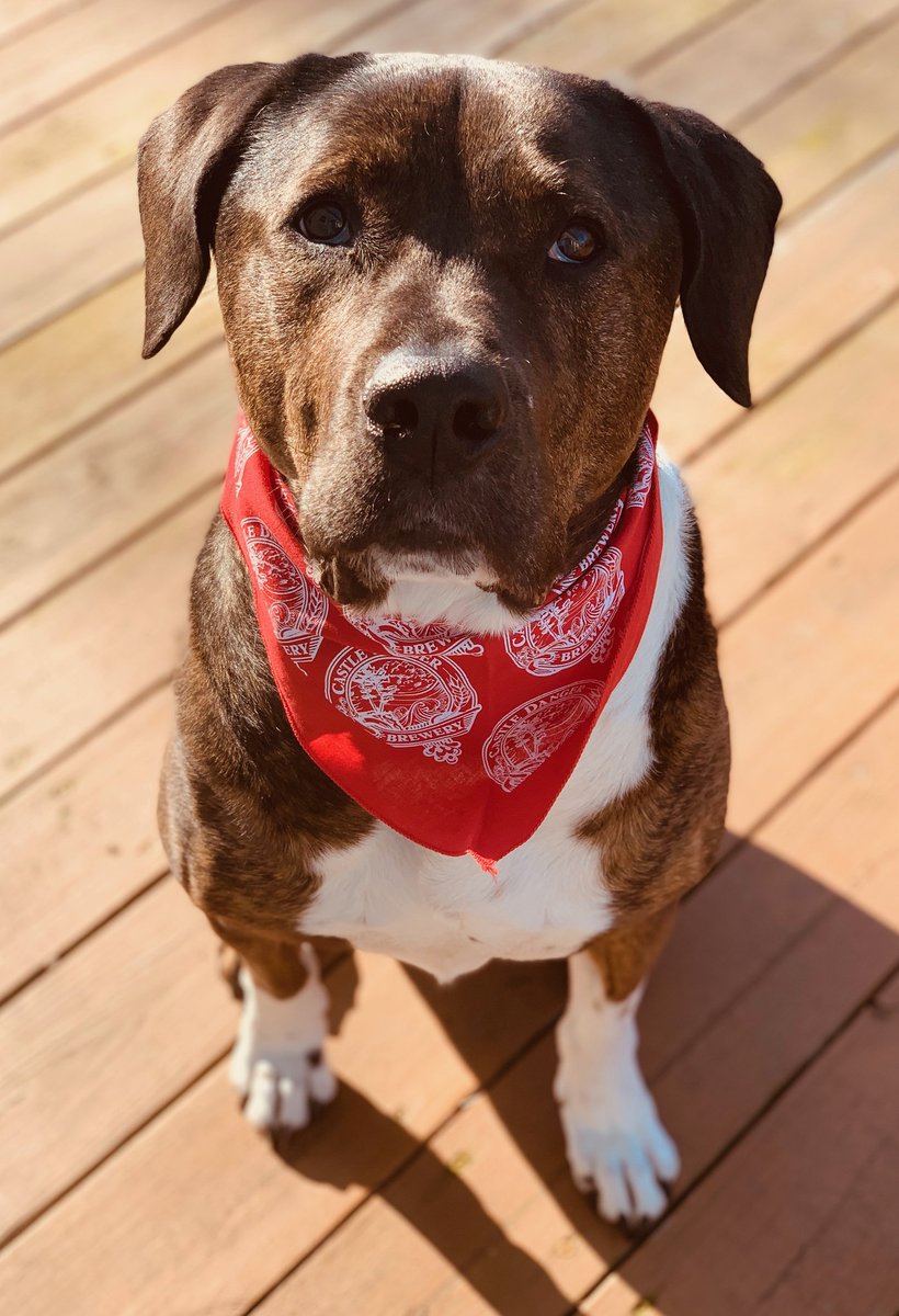 What a dangerously good pup... 😍
Quarantine challenge - send us pictures of your dog with your favorite Castle Danger beer! 🐾

#castledangerbrewery