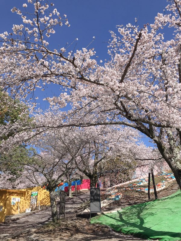 さがみ湖リゾートプレジャーフォレスト プレジャーフォレスト 本日も相模湖は 気持ちの良い晴れ 桜がとっても綺麗で 心がトキメキます 遊園地ならではの アトラクションと桜 の写真も撮れちゃいますよ あなただけの素敵な場所を 探して