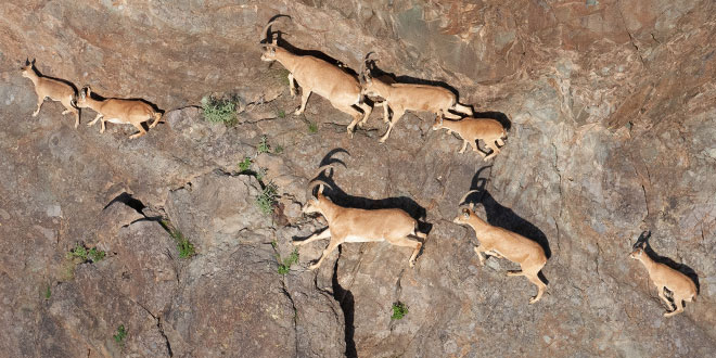 Dr. Nicole Tatman described it like this:"Surveying ibex goes like this: Picture someone throwing a five-gallon bucket full of ping pong balls of a cliff and then trying to count them as they scatter in all directions and bounce off every surface you see."HILARIOUS.