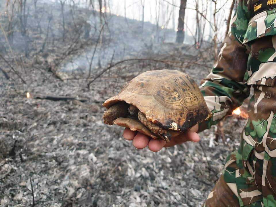 ช่วยรีทวิตหน่อยนะคะ ที่เชียงใหม่ตอนนี้สถานการณ์ยังไม่ดีขึ้นเลย มีทั้งฝุ่นทั้งไวรัส เจ้าหน้าที่ทำงานกันหนักมาก สงสารทั้งประชาชาชน ทั้งน้องสัตว์ โดยสามารถบริจาคพวกอุปกรณ์จำเป็นในการดับไฟ หรือบริจาคเงินช่วยเหลือกันได้ตามนี้เลยนะคะ 🙏🏻

#SAVECHIANGMAI #saveเชียงใหม่2