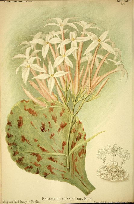 Artemisia Cina Ботанический рисунок