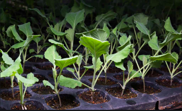 JeremyLoveday's tweet image. Good news for local food security! Victoria City Council voted to begin growing 50,000-75,000 food plants from seed in the City nursery to be distributed to residents (along with soil and educational resources) to increase local food security. bit.ly/2R3VdPh