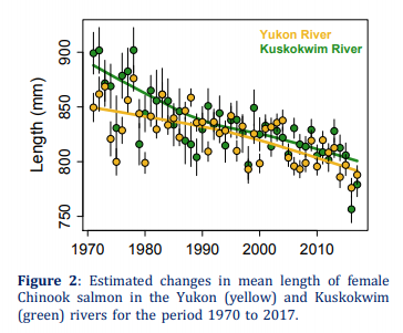 salmon_net's tweet photo. The reproductive potential of #Yukon and #Kuskokwim #Chinook #salmon has declined since the 1970s b/c of a loss of older and larger fish to commercial + subsistence fisheries
#fishsci @JanOhlberger @UW_SAFS @USFWSAlaska @DFO_Pacific @uafairbanks #ADFG
https://t.co/2lpVRFYC7Y https://t.co/AaE9PMgezA