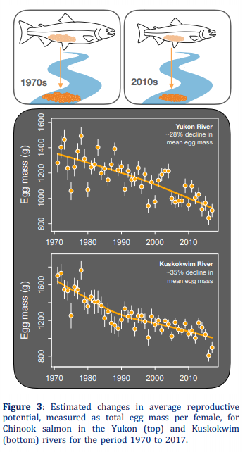 salmon_net's tweet photo. The reproductive potential of #Yukon and #Kuskokwim #Chinook #salmon has declined since the 1970s b/c of a loss of older and larger fish to commercial + subsistence fisheries
#fishsci @JanOhlberger @UW_SAFS @USFWSAlaska @DFO_Pacific @uafairbanks #ADFG
https://t.co/2lpVRFYC7Y https://t.co/AaE9PMgezA