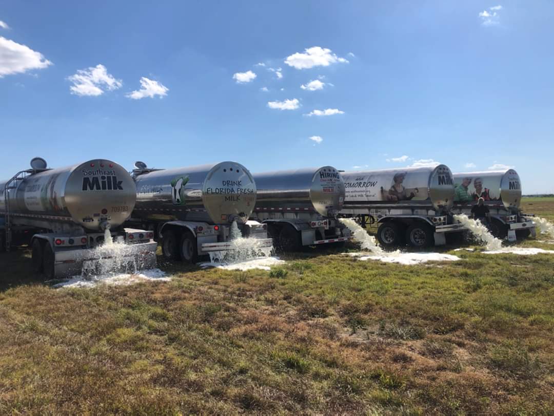 BenLButler's tweet photo. We are dumping milk in South Florida because there is no home for it. We still have to feed and care for our cows, and our farmers are still milking cows, in hopes that we can sell that milk in the future... #stillfarming https://t.co/tn4dpUBuUa