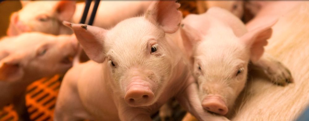 Minnesota Farmers Union tweet media