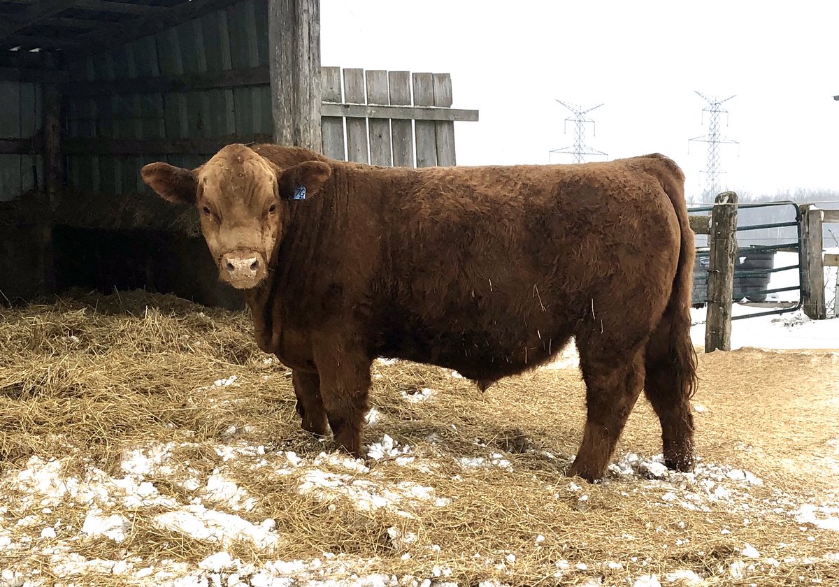 ScottMatthews85's tweet photo. Wish we could go from frozen ground to grass time...throwback to Feb 3 #SimmentalBulls4Sale @JETSLivestock https://t.co/gbuSk2PhJI