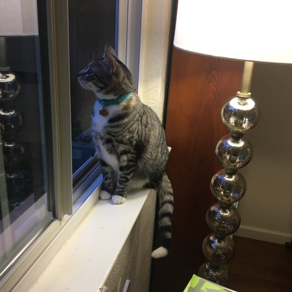 Kellie Keating (@keatingkellie1) on Twitter photo My assistant was more interested in birdwatching than helping me with school work today. Happy Bring Your Pet to School Day! <a href="/SpicewoodPYP/">Spicewood Elementary</a> Spirit Week My assistant was more interested in birdwatching than helping me with school work today. Happy Bring Your Pet to School Day! <a href="/SpicewoodPYP/">Spicewood Elementary</a> Spirit Week
