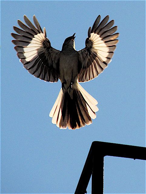 Florida.The northern mockingbird.Come on now. You're a nonsense state. In the words of  @pattonoswalt, you're America's weirdly shriveled scrotum.Not only do you not get this bird, you and I both know you can do better. #StayAtHomeSafari