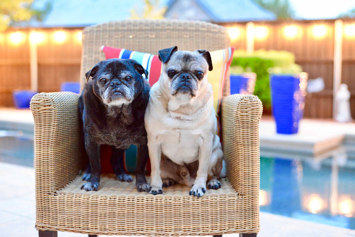 REDwhiteBIGLEY's tweet photo. Here we have Alamo and Ebenezer Bigley. They are both tired of going on walks. 😂 Thank you @forestvistapta for the virtual spirit week fun! #fvevirtualspiritweek https://t.co/ZKYwzXdXKg