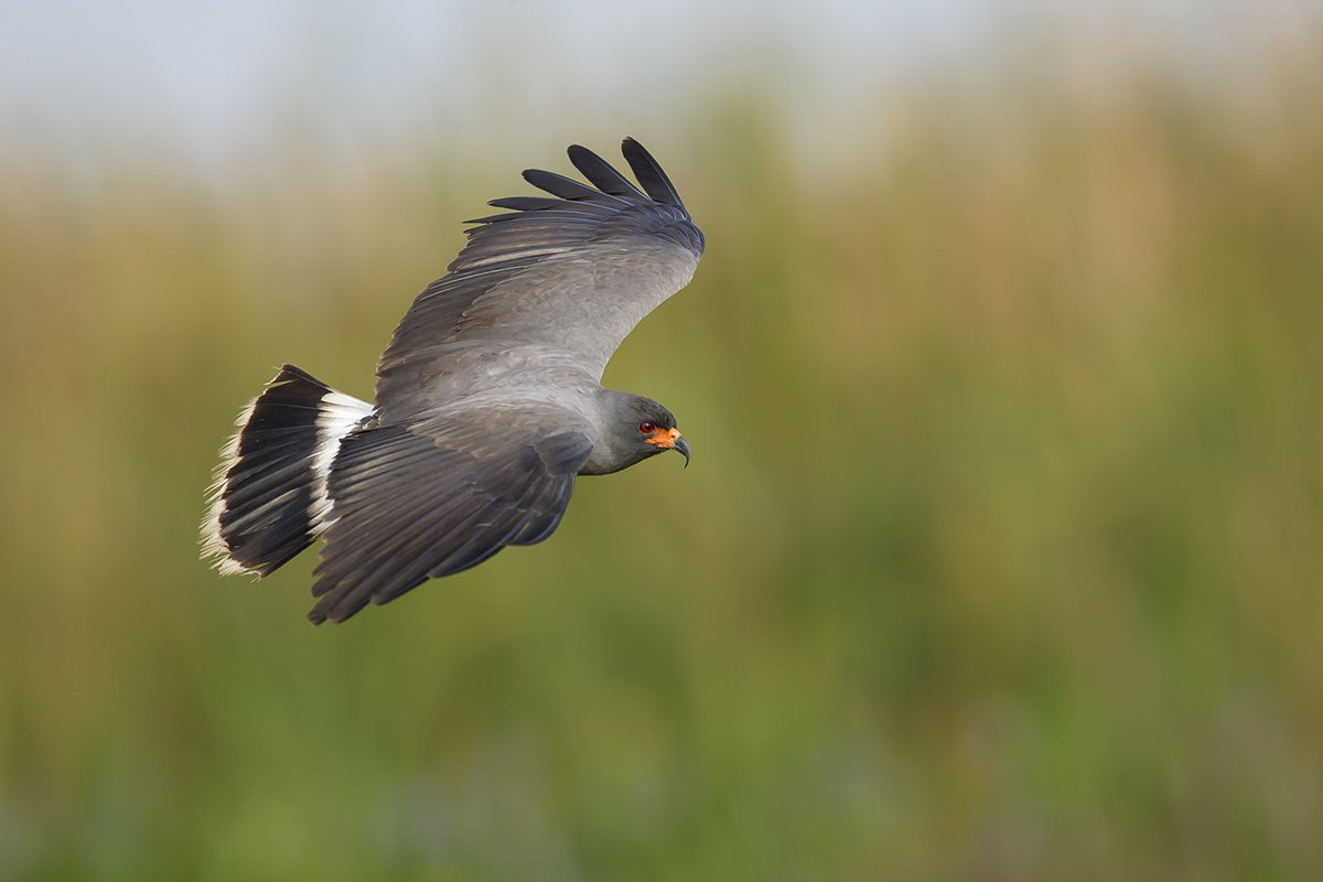 Which is why you will instead be getting Rostrhamus sociabilis.I'll give you the common name in a sec, be patient, just take a minute to enjoy.Bitchin, right? A red-eyed falcon (a Kite, actually, but let's not split hairs) with a wicked beak and a sleek look. #StayAtHomeSafari