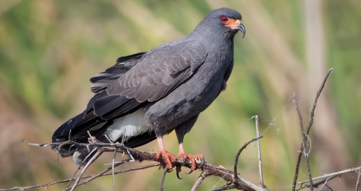 Which is why you will instead be getting Rostrhamus sociabilis.I'll give you the common name in a sec, be patient, just take a minute to enjoy.Bitchin, right? A red-eyed falcon (a Kite, actually, but let's not split hairs) with a wicked beak and a sleek look. #StayAtHomeSafari