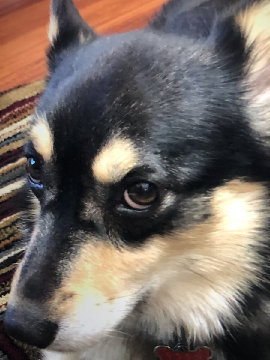 Molly, aka the Thing of Evil, threatens to bite me if I go to the grocery store without my mask.