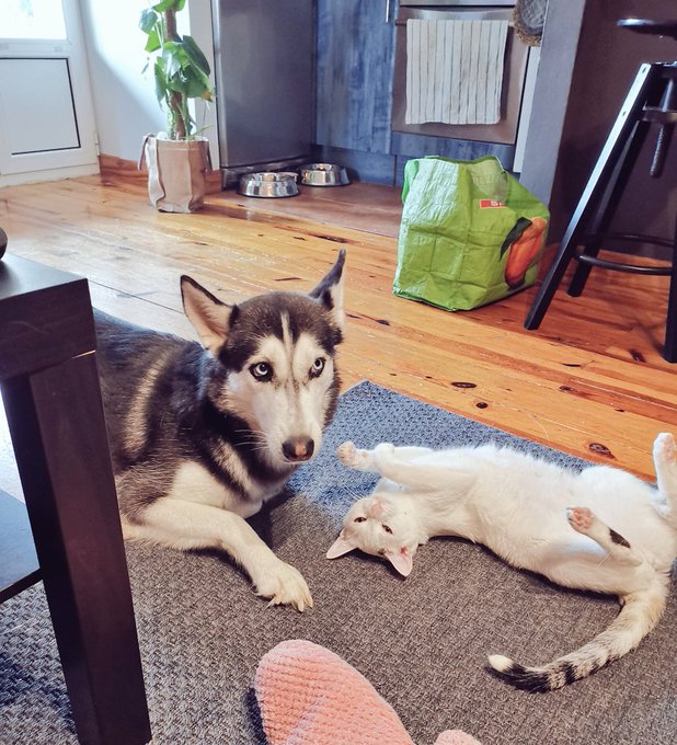 I can't brag enough https://t.co/eLhlKtwQqc<a href="/tag/dontrushchallenege"class="tags"><span>#dontrushchallenege</span></a>