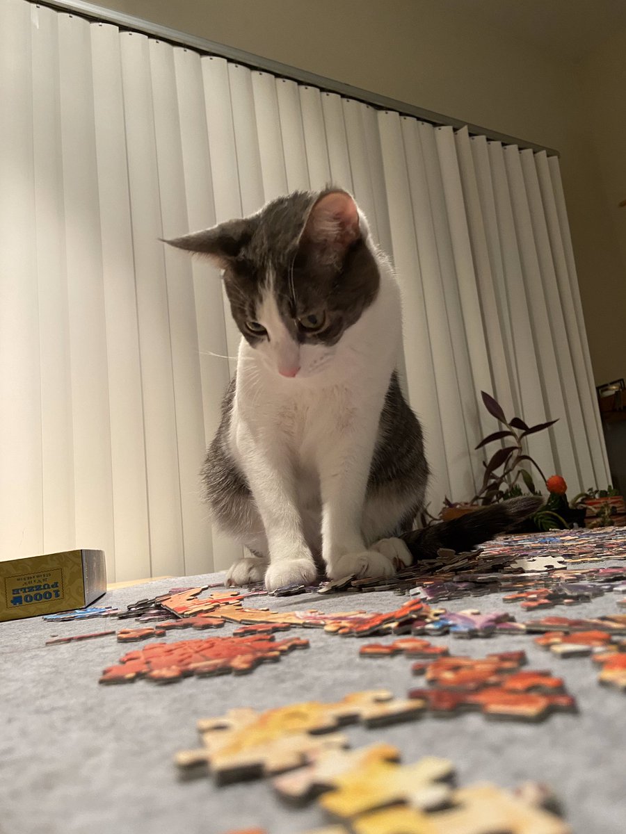 Tonight’s  #Catlympics2020 event is one of the fastest-growing sports in our apartment building: Extreme Puzzling