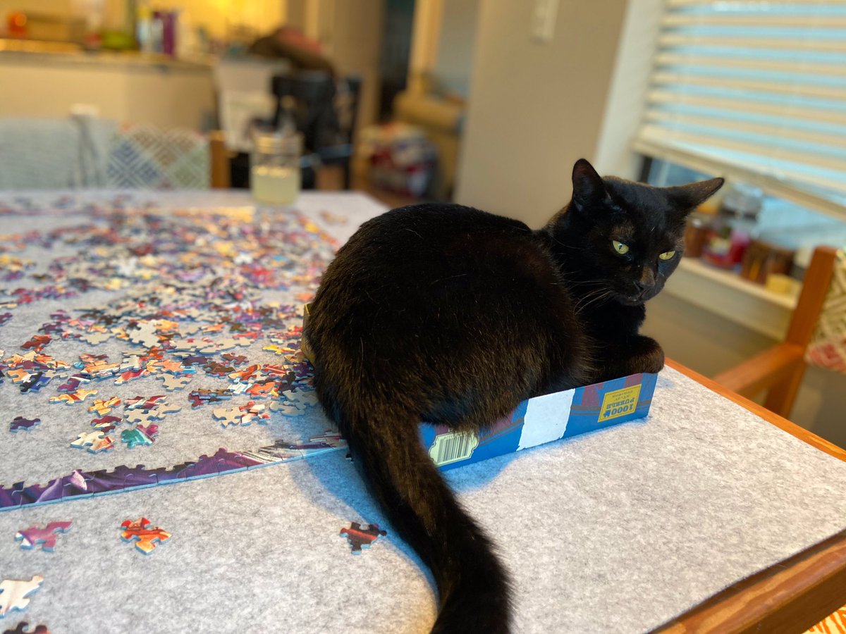 Tonight’s  #Catlympics2020 event is one of the fastest-growing sports in our apartment building: Extreme Puzzling