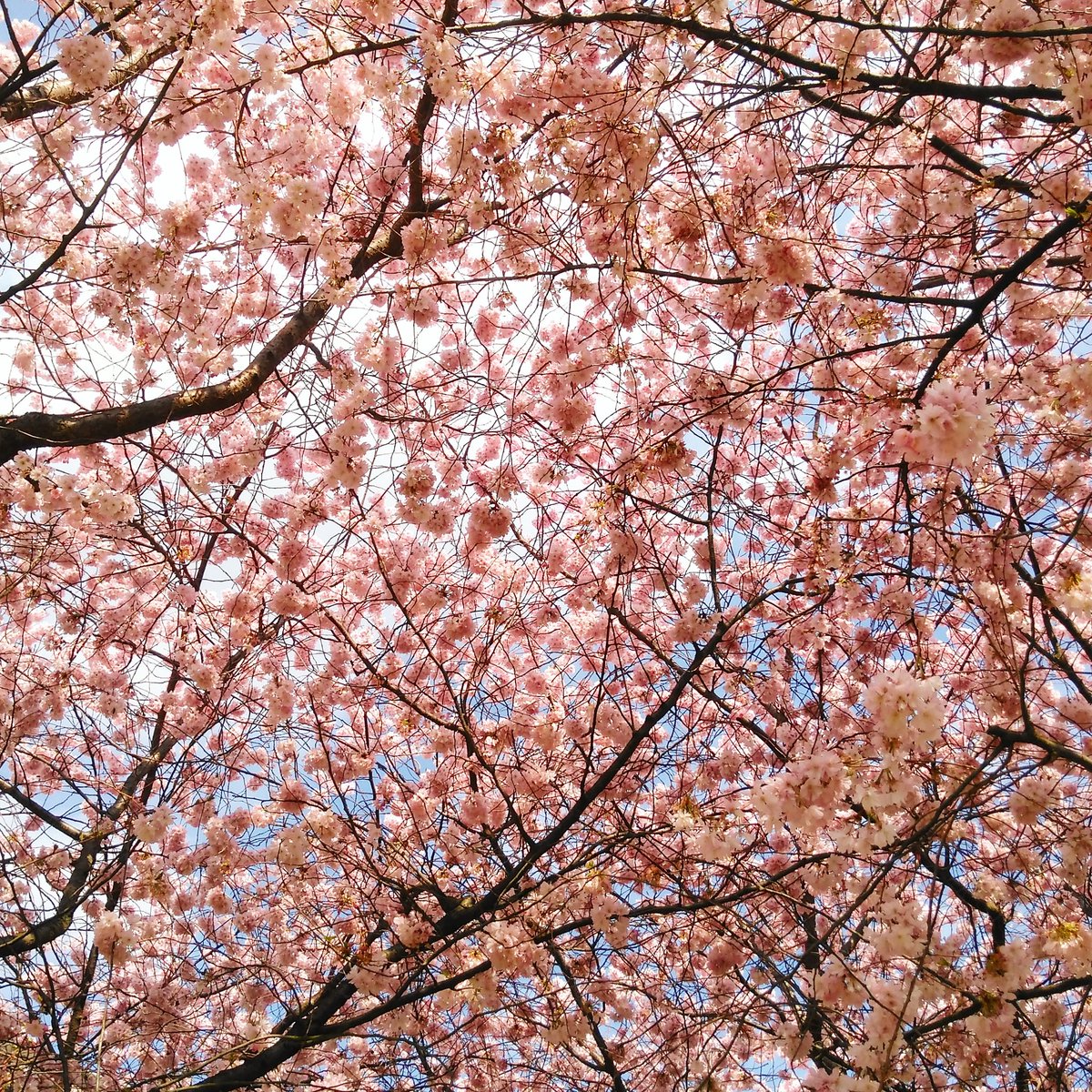 miyaskellington's tweet image. Some sakura vibes for you 🌸💕✨

#sakura #sakuravibes  #cherryblossoms #hanami #hanami2020