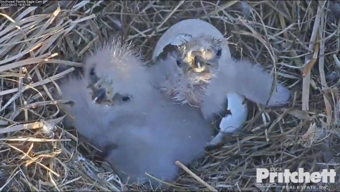 SWFLEagleCAM tweet picture