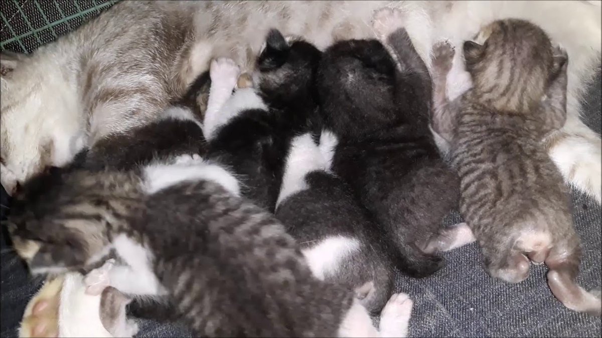 MeowMoeDotCom's tweet photo. 6 #Kitten #Cat, 10 days old  cute kittens
 
#Cats #Cat #Kittens #Kitten #Kitty #Pets #Pet #Meow #Moe #CuteCats #CuteCat #CuteKittens #CuteKitten #MeowMoe
 
#AnakKucing #Animals #AnkKucing #CatFight #CatFightCat #CatMating #Cats
 
https://t.co/nMs4JF45FK
 
. https://t.co/VOECCm6XoR