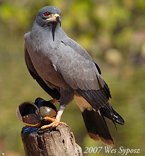 IT'S SNAILS THEY HUNT SNAILS Y'ALL THEY'RE CALLED THE SNAIL KITE THEY'RE GODDAMN FALCONS WITH GODDAMN SPEED DEMON BODIES AND THE ANIMAL THEY HUNT HAS TO BE POKED WITH A STICK TO MAKE SURE IT'S STILL ALIVE #STAYATHOMESAFARI