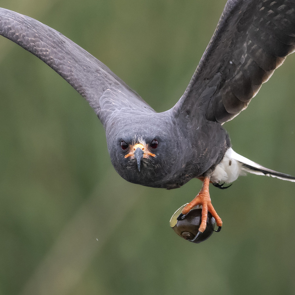 IT'S SNAILS THEY HUNT SNAILS Y'ALL THEY'RE CALLED THE SNAIL KITE THEY'RE GODDAMN FALCONS WITH GODDAMN SPEED DEMON BODIES AND THE ANIMAL THEY HUNT HAS TO BE POKED WITH A STICK TO MAKE SURE IT'S STILL ALIVE #STAYATHOMESAFARI