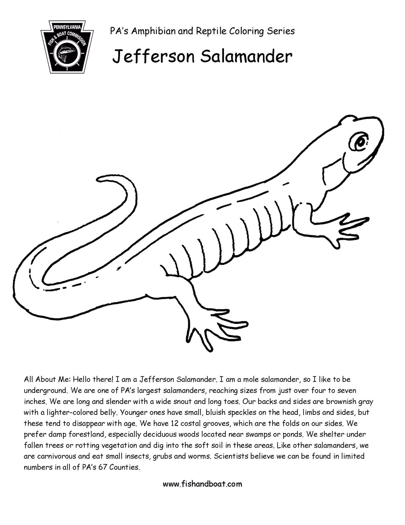 amphibians coloring pages