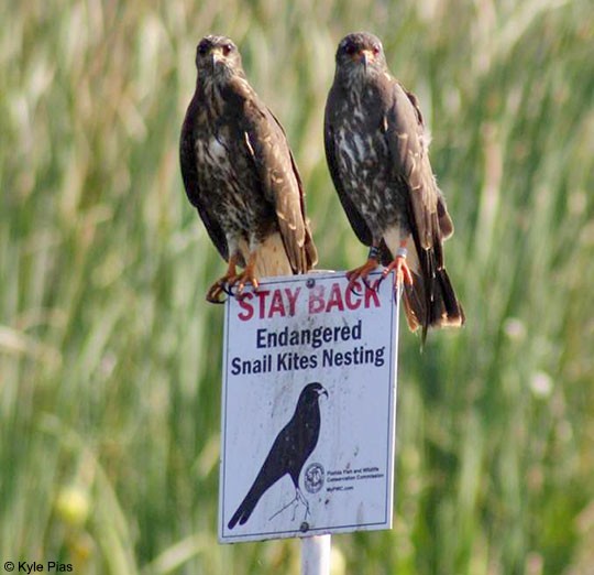 Like.Raise your hand if you'd believe that the Kites put that sign up themselves? #StayAtHomeSafari