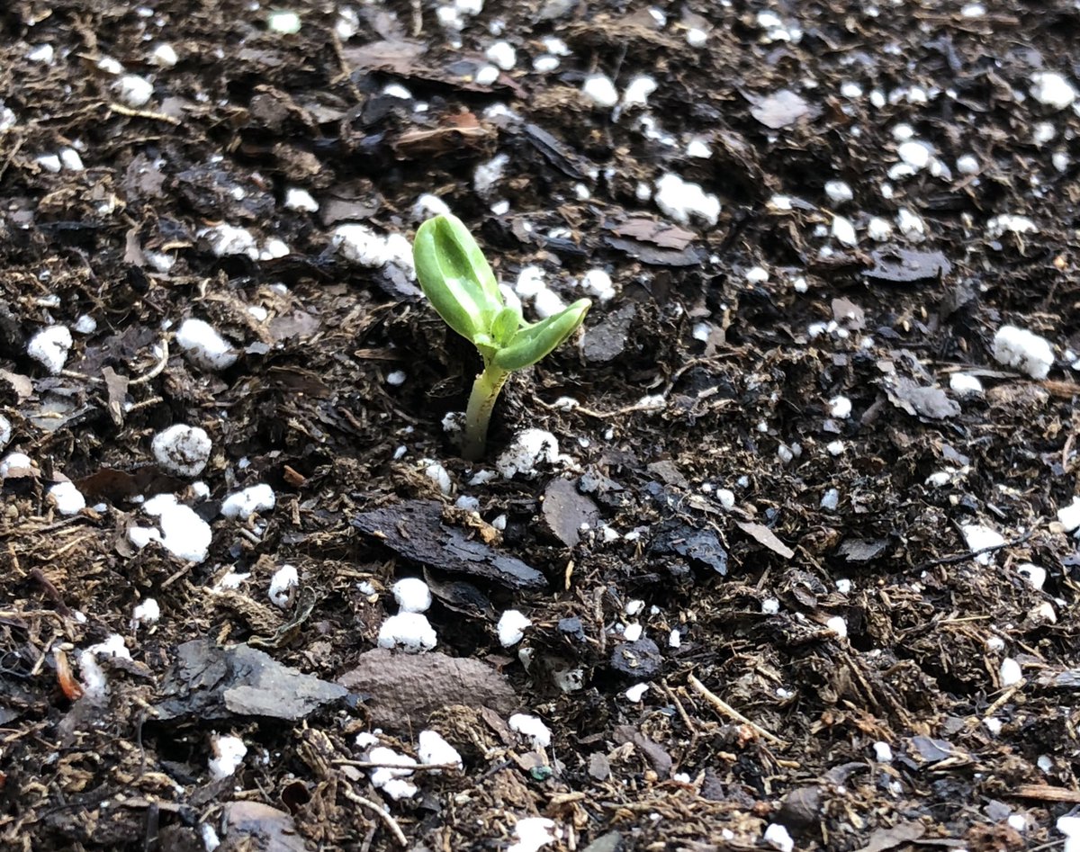 My first seedling has new leaves coming in and some of my other seeds are starting to sprout. 