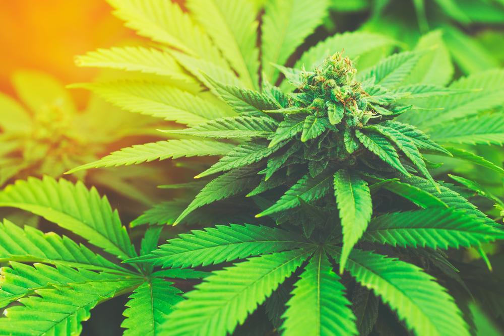 cbdsocialnetwrk's tweet photo. #Marijuana U.S. Laws Overview ➡️ https://t.co/qaGWf5blqq ⚖🌿 $CBDD #cannabis #cannabiscommunity #medicalmarijuana #weedlovers #UnitedStates https://t.co/GK40jMdBZP