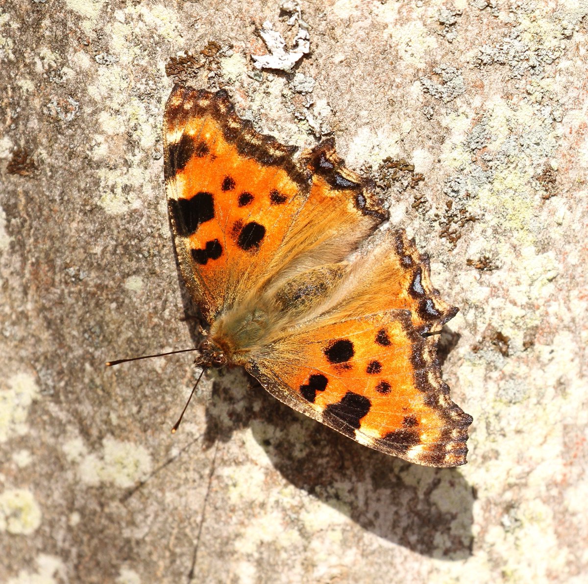 LRPhotoVideo's tweet photo. It's @europebutterfly's #AprilButterflyMonth with today the #LargeTortoiseshell #NymphalisPolychloros. I spotted this one in #Treignes, #Viroinval, #Namur, #Belgium in April 2018. #grotevos #GrandeTortue @vlinderNL @MijnNatuurpunt @Natagora #vlinder https://t.co/m1t2dcJBGR