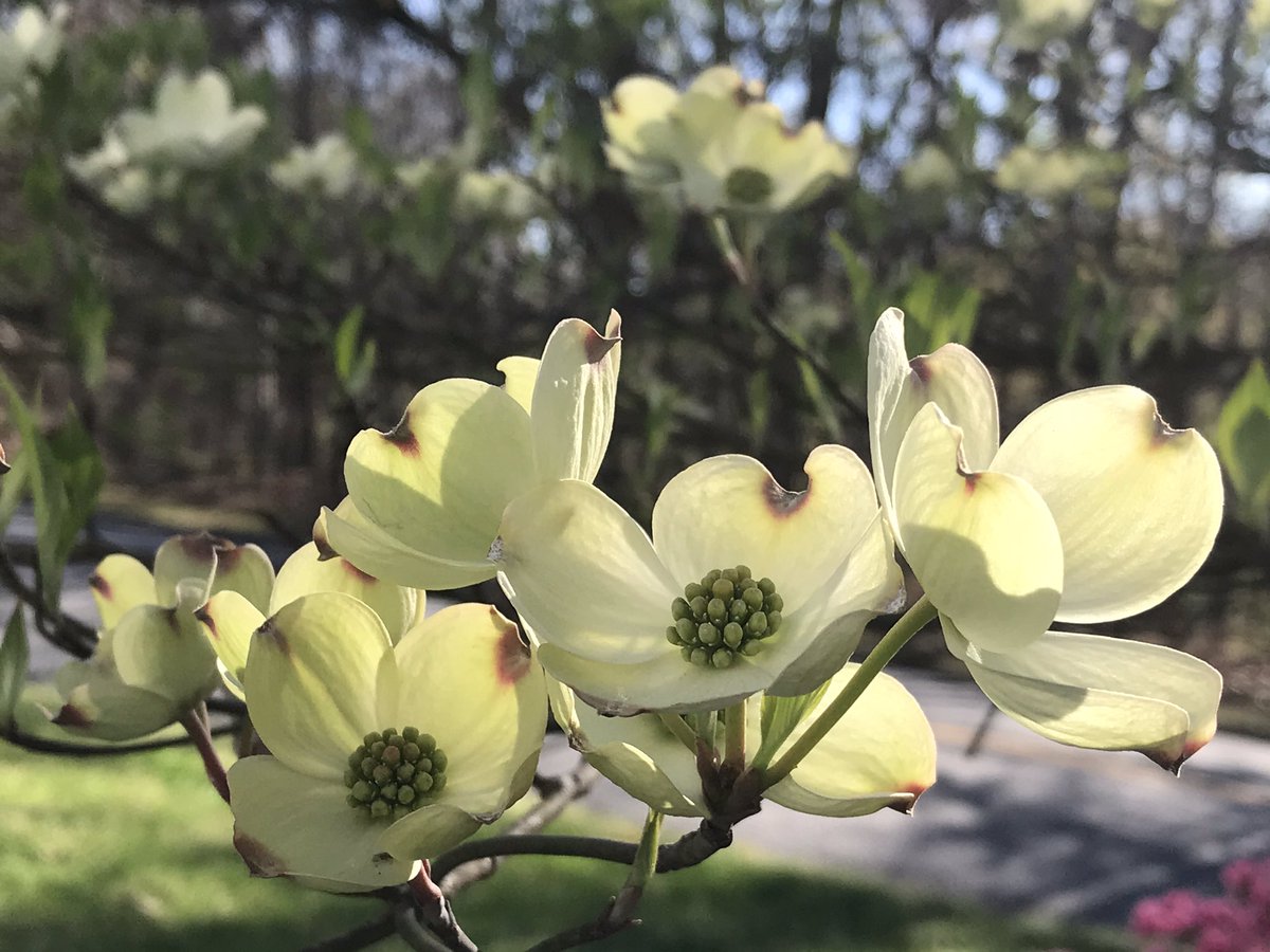 More dogwood flowers. #gardening #LoveVa
