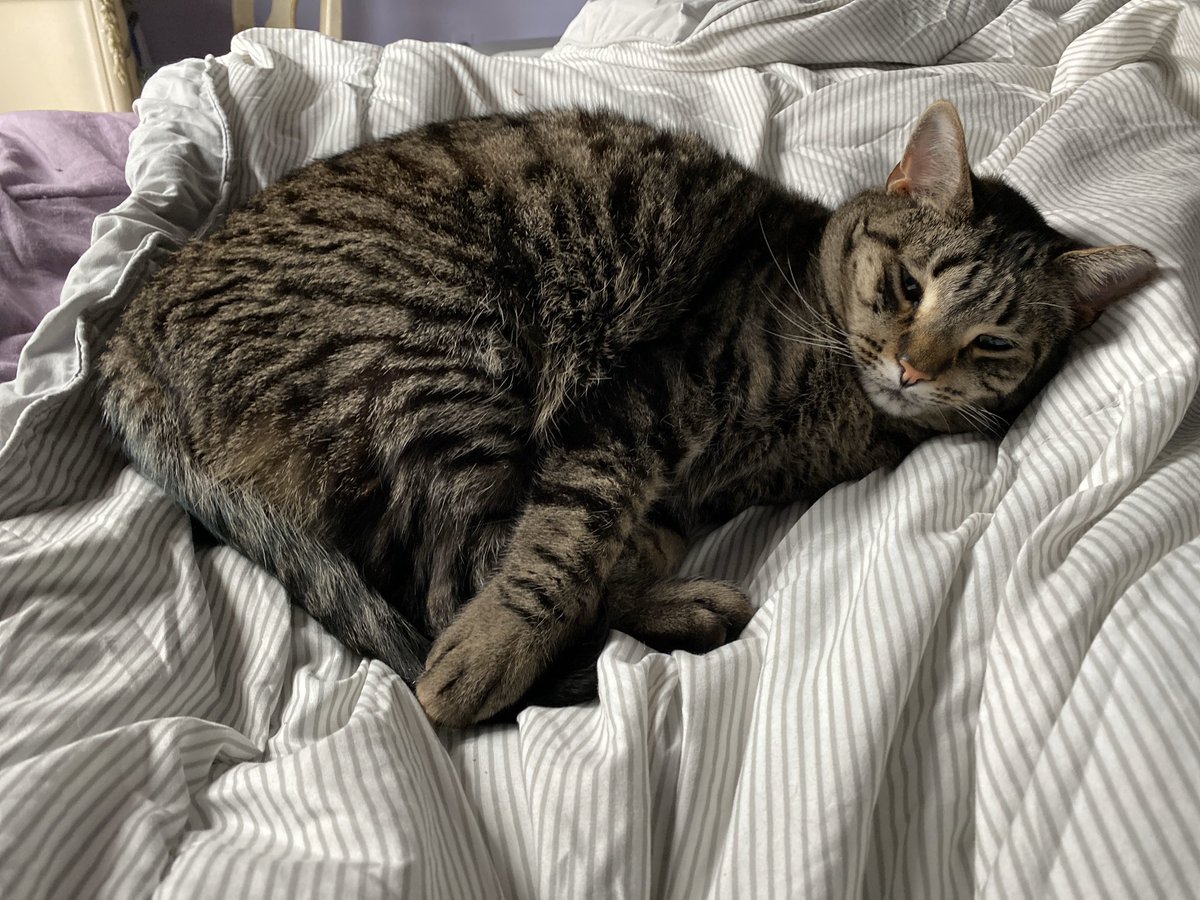 chunks_time's tweet photo. wooke me up fromn mine nap? dead to me https://t.co/zL1Vg22Kxp