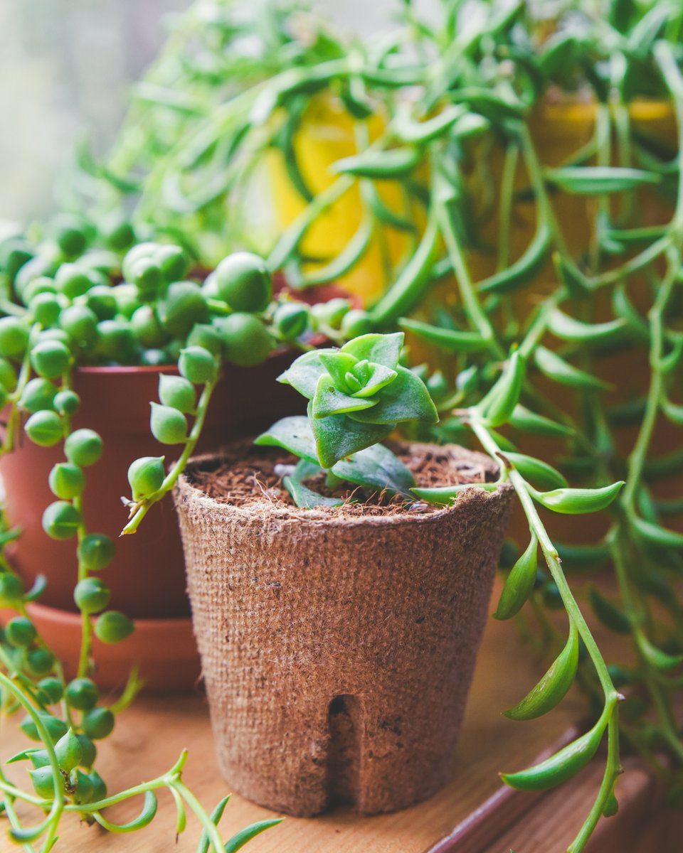 sucstu's tweet photo. We π strings of things! This String of Buttons will eventually get so tall that it will start to meander drape over the side of its pot like the String of Pearls and String of Bananas surrounding it! #StringOfButtons https://t.co/uLktT80inD