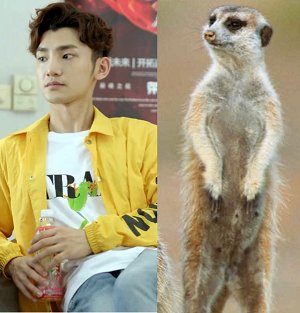 this was just pointed out to me on tumblr and it changed my life.  #TheKingsAvatarhuang shaotian vs meercat