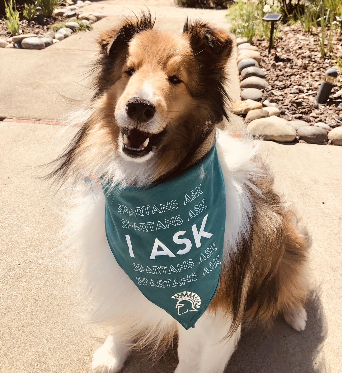 SJSUConductCrew's tweet photo. Now more than ever, we need to normalize the importance of therapy in the process of healing. The #SJSUConductCrew loves when we get to spend time with our favorite @furryfriends_therapy, @tobyfroehlich! Join us & share what therapy looks like to you! #sjsusaam #therapythursday https://t.co/OFuIaylRX9