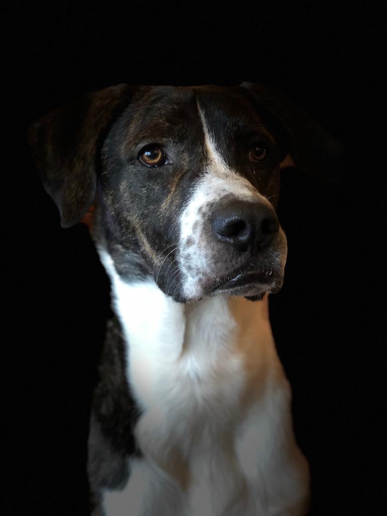 dzday18's tweet photo. @cesarmillan Boomer ❤ my beautifull mastinmix https://t.co/PJiLF7N9pk