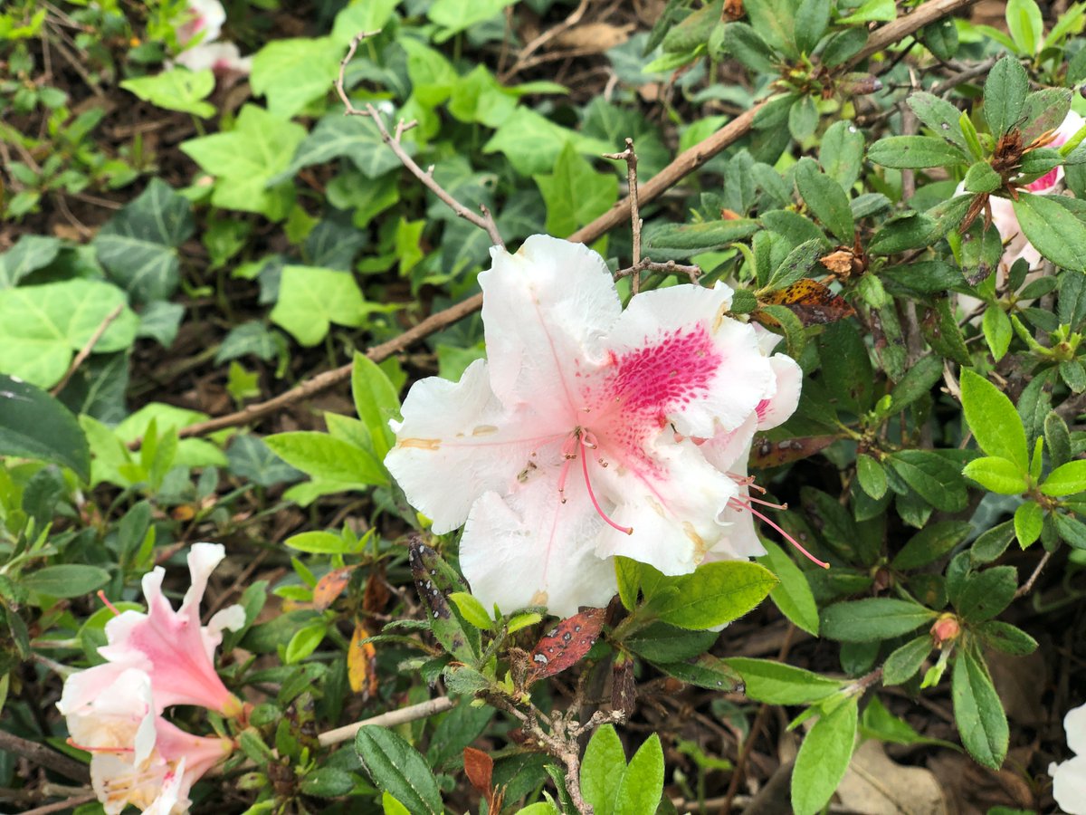 DukeRaleigh's tweet photo. For all those that have missed the spring view from our gardens, here are a few highlights.
#pictureduke #COVID19 https://t.co/AbCpHdWwBw
