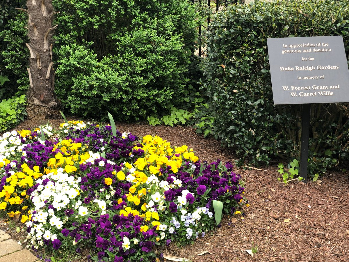 DukeRaleigh's tweet photo. For all those that have missed the spring view from our gardens, here are a few highlights.
#pictureduke #COVID19 https://t.co/AbCpHdWwBw