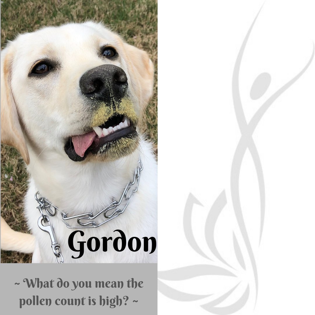 PilatesForsyth's tweet photo. From our favorite studio puppy...Gordon!  He may not be certified yet, but he is definitely our studio support dog.  Can't wait to see him again in person for those great puppy snuggles (minus the pollen face).
#studiodog https://t.co/xUH4xbI3jo