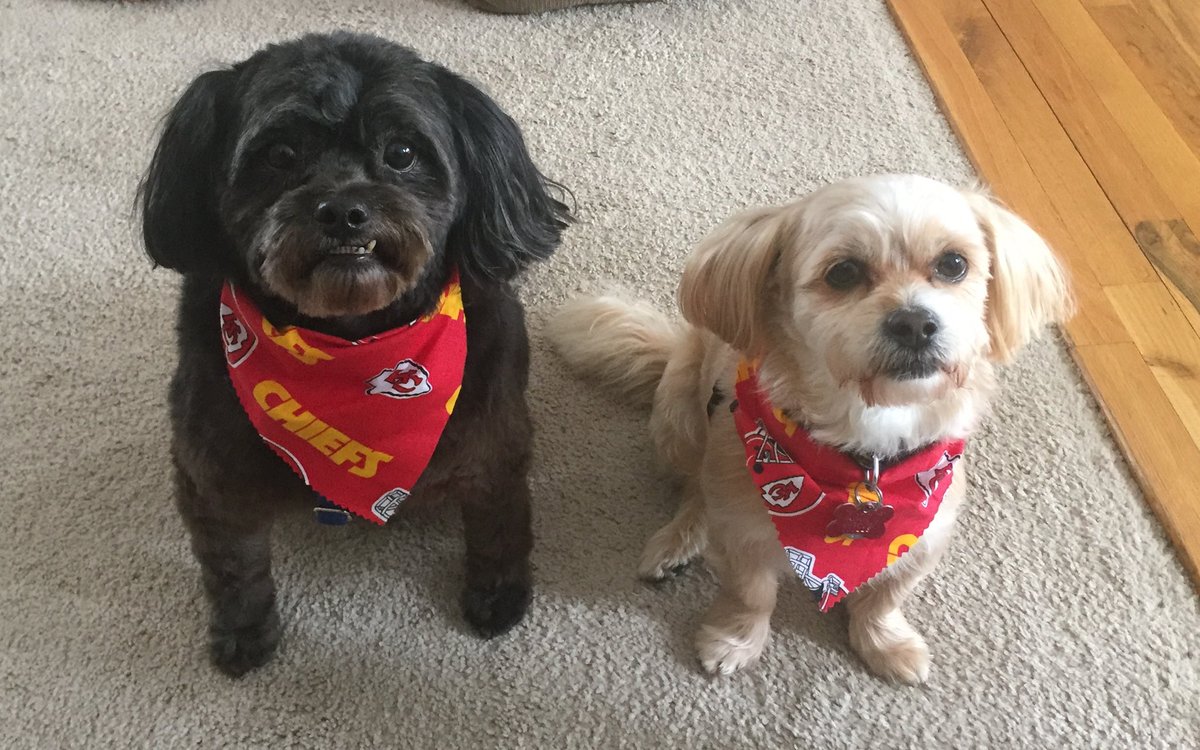 LSWKC's tweet photo. Spirit week ft dogs! #titanstacklecorona @LSWSenate https://t.co/WB2I2fLZJ8