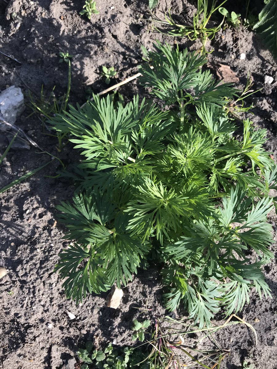 keepcottage's tweet image. Help please - does anyone recognise
this? Is it a weed or something that is going to be spectacular?? #plant  or #weed @seed_ball @mrfothergill